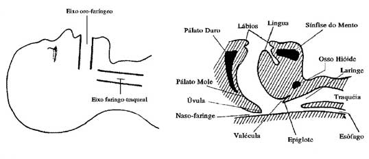 Posicionamento para intubação